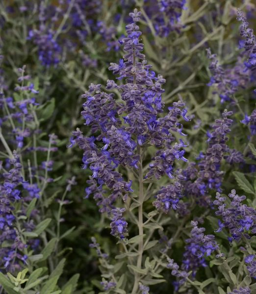Perovskia atriplicifolia 'Blue Steel'